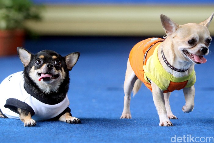 Ratusan hewan anjing peliharaan ikut ambil bagian dalam event fashion show, di acara Amazing Dog Race yang dihelat di Greenwich Park BSD Serpong, Tangerang, Minggu (22/11/2015).Tujuan diadakan acara ini untuk memperkuat ikatan antara hewan peliharaan dengan pemiliknya.
Kontes fashion show anjing diikuti dari berbagai kalangan para pecinta binatang yang mempercantik hewan peliharaannya dengan berbagai kostum. Selain kontes fashion show acara juga dimeriahkan dengan latihan ketangkasan, talkshow mempercantik kucing, dan juga talkshow kepatuhan anjing. Rengga Sancaya/detikcom.