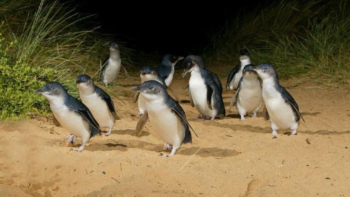 Mengintip Tingkah Lucu Penguin Di Phillip Island