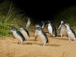 Mengintip Tingkah Lucu Penguin di Phillip Island