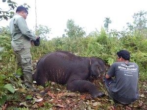 Anak Gajah Tim Flying Squad Mati di Taman Nasional Tesso Nilo