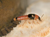 Cara Mengusir Tomcat di Rumah yang Ampuh agar Tak Kembali Lagi