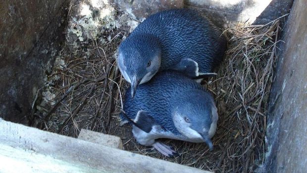 Mengintip Tingkah Lucu Penguin Di Phillip Island