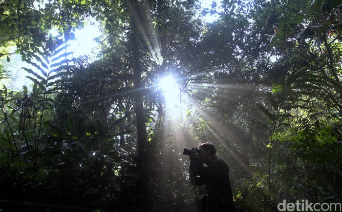 Ribuan jenis pepohonan berusia puluhan bahkan ratusan tahun serta beragam habitat spesies hewan dapat dijumpai di kawasan Taman Nasional Gunung Gede Pangrango, Bodogol, Bogor, Jawa Barat, Selasa (24/11/2015). Salah satu hewan endemik Pulau Jawa yang dilindungi dan hampir puna Owa Jawa pun di konservasi di kawasan ini. Para pelajar dan mahasiswa yang mempelajari keanekaragaman hayati baik hewan ataupun tumbuhan juga bisa mempelajarinya dan melihat langsung di alam liar TN Gn Gede Pangrango Bodogol ini. Rachman Haryanto/detikcom.