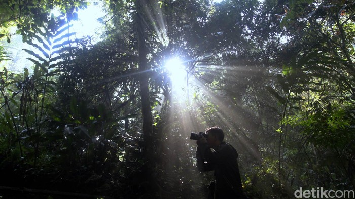 Ribuan jenis pepohonan berusia puluhan bahkan ratusan tahun serta beragam habitat spesies hewan dapat dijumpai di kawasan Taman Nasional Gunung Gede Pangrango, Bodogol, Bogor, Jawa Barat, Selasa (24/11/2015). Salah satu hewan endemik Pulau Jawa yang dilindungi dan hampir puna Owa Jawa pun di konservasi di kawasan ini. Para pelajar dan mahasiswa yang mempelajari keanekaragaman hayati baik hewan ataupun tumbuhan juga bisa mempelajarinya dan melihat langsung di alam liar TN Gn Gede Pangrango Bodogol ini. Rachman Haryanto/detikcom.