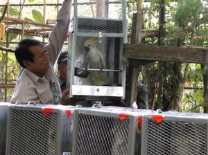 Welcome Home, Akhirnya Si Jambul Kuning Mulai Kembali ke Habitatnya