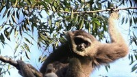 Seekor Owa Jawa nampak bergelantungan di atas pohon di kawasan Gunung Gede Pangrango, Bogor, Jawa Barat. Rachman Haryanto/Dok. Detikcom.