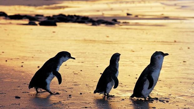 Mengintip Tingkah Lucu Penguin Di Phillip Island