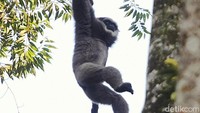 Hewan seperti Owa Jawa yang hidup di alam liar menjadi penyeimbang ekosistem hutan. Jika habitat dan keberadaannya terancam akibat tangan tak bertanggung jawab manusia, bukan tak mungkin hewan langka ini akan benar-benar punah di masa yang akan datang. Rachman Haryanto/Dok. Detikcom.