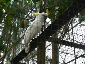 Sebelum Dilepas ke Habitat, Kakatua Jambul Kuning Jalani Tes DNA