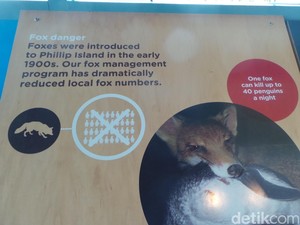 Selain Beli Rumah Warga Jaga Penguin, Victoria Juga Basmi Predatornya