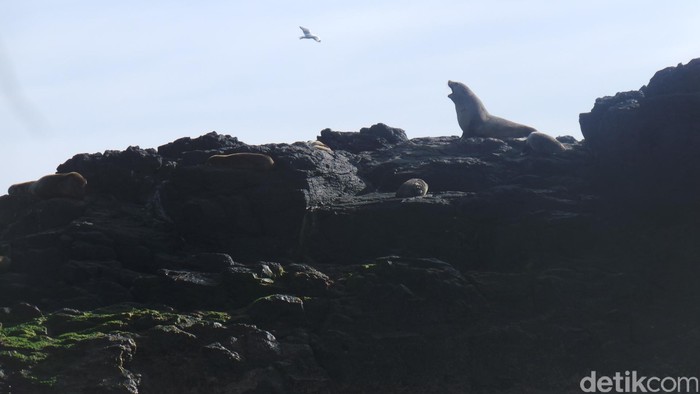 Menjenguk Kerajaan Anjing Laut di Pulau Karang Phillip Island