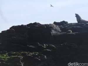 Menjenguk Kerajaan Anjing Laut di Pulau Karang Phillip Island