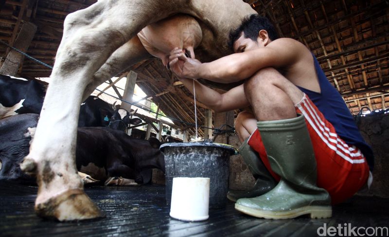 Setelah sempat melemah sepanjang tahun ini, impor susu diprediksi kembali meningkat pada 2016. Pasalnya, pertumbuhan produksi susu lokal tidak mampu mengimbangi pertumbuhan konsumsi susu di Tanah Air. Tahun ini, konsumsi susu diprediksi menurun dari tahun lalu ke level 123.000 metrik ton, namun akan naik hingga 126.000 metrik ton pada tahun depan. Sedangkan produksi susu diprediksi meningkat ke level 73.000 metrik ton pada tahun ini, dari 72.000 metrik ton pada tahun sebelumnya. Rachman Haryanto/detikcom.