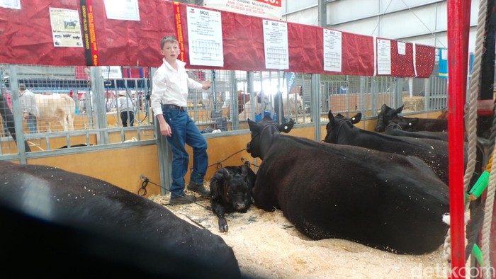 Mengelola Produk Unggul Turunan Susu dan Sapi Angus ala Victoria Australia