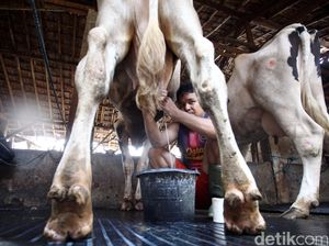 Pengusaha Ingin Harga Susu Peternak Ditetapkan Sesuai Mekanisme Pasar