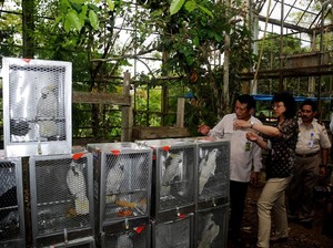 Selain ke Papua, Si Jambul Kuning Juga akan Dikembalikan ke Kepulauan Maluku