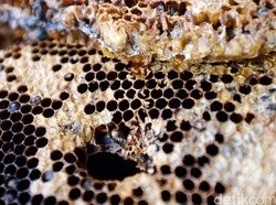 Video: Cara Super Peneliti Oxford Selamatkan Populasi Lebah Madu