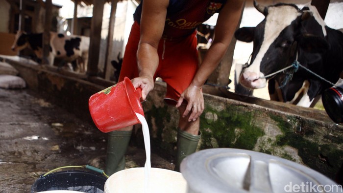 Setelah sempat melemah sepanjang tahun ini, impor susu diprediksi kembali meningkat pada 2016. Pasalnya, pertumbuhan produksi susu lokal tidak mampu mengimbangi pertumbuhan konsumsi susu di Tanah Air. Tahun ini, konsumsi susu diprediksi menurun dari tahun lalu ke level 123.000 metrik ton, namun akan naik hingga 126.000 metrik ton pada tahun depan. Sedangkan produksi susu diprediksi meningkat ke level 73.000 metrik ton pada tahun ini, dari 72.000 metrik ton pada tahun sebelumnya. Rachman Haryanto/detikcom.