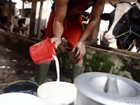 Diancam Trump, Aturan Industri Wajib Serap Susu Lokal Dihapus