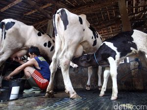 Aturan Beli Susu Diubah, Industri Tak Wajib Gandeng Peternak Lokal