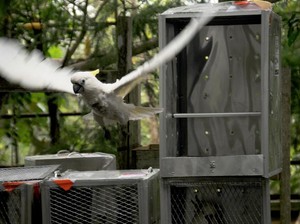 Sambutan Meriah Hutan Papua untuk Kakatua Jambul Kuning Kota