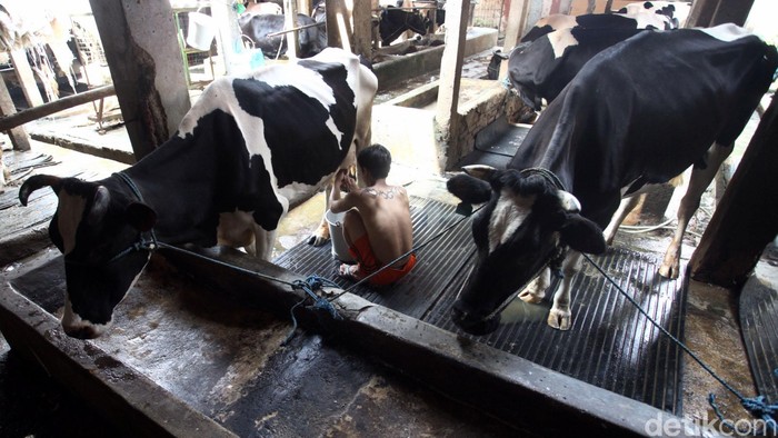 Setelah sempat melemah sepanjang tahun ini, impor susu diprediksi kembali meningkat pada 2016. Pasalnya, pertumbuhan produksi susu lokal tidak mampu mengimbangi pertumbuhan konsumsi susu di Tanah Air. Tahun ini, konsumsi susu diprediksi menurun dari tahun lalu ke level 123.000 metrik ton, namun akan naik hingga 126.000 metrik ton pada tahun depan. Sedangkan produksi susu diprediksi meningkat ke level 73.000 metrik ton pada tahun ini, dari 72.000 metrik ton pada tahun sebelumnya. Rachman Haryanto/detikcom.