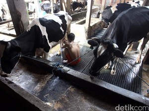 3.000 Sapi Perah Impor Asal Australia Masuk RI, Brasil Menyusul