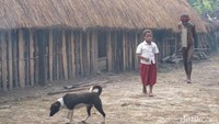 Rumah Honai yang dipakai menginap ini memang biasa dipakai wisatawan untuk bermalam. Rumahnya sedikit berbeda dengan rumah Honai asli Suku Dani karena sedikit modern dengan pelengkap aliran listrik (Afif/detikTravel)