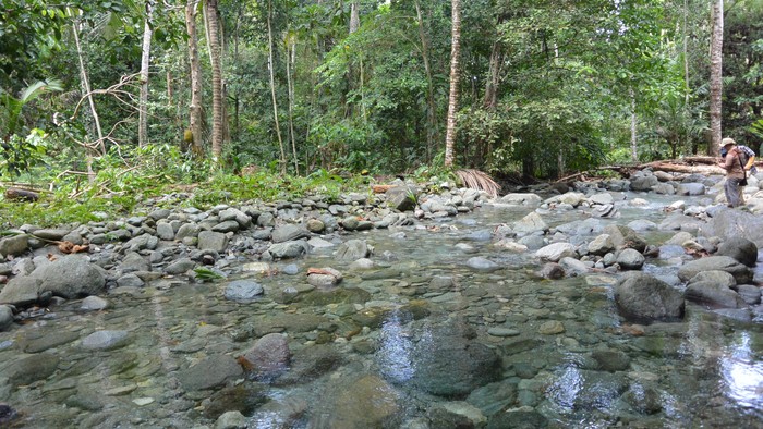 Serunya Masuk ke Tengah Hutan, Menanti Sosok Kakatua Jambul Kuning