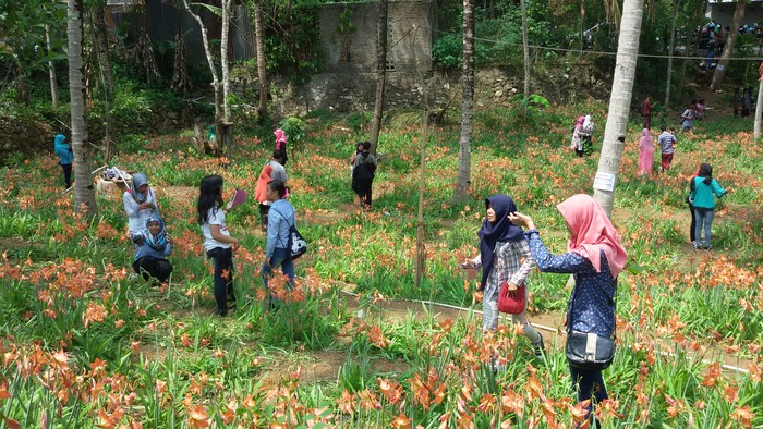 Ada Taman Bunga Fenomenal di Gunungkidul, Tiap Hari Ramai Dikunjungi Warga
