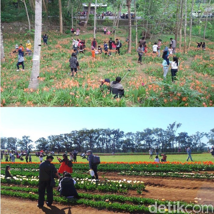 Antara Kebun Amarilis di Yogya dan Kebun Tulip di Victoria Australia