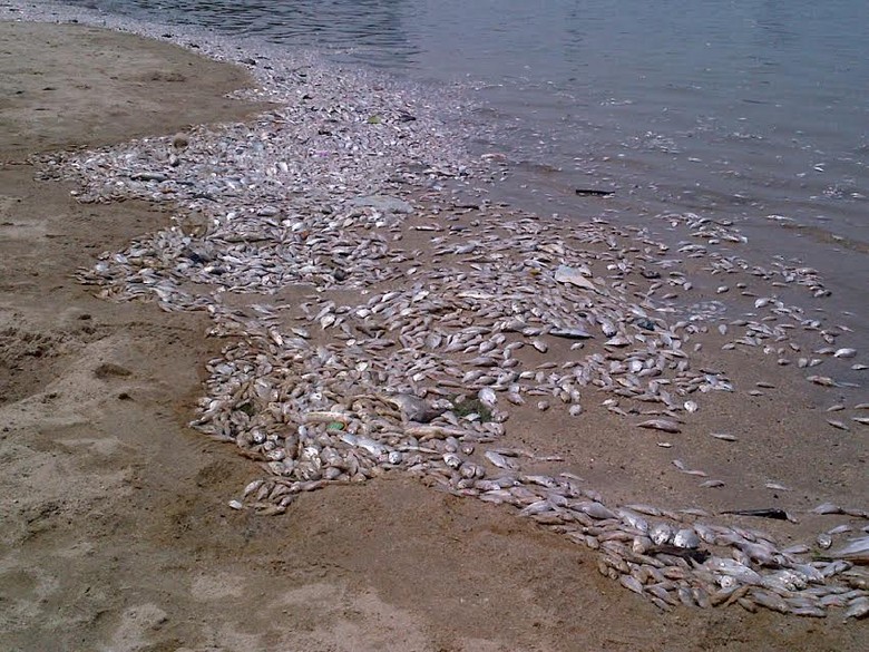 Pengelola Ancol Ikan  Mati  Terdampar di Pantai Karena 