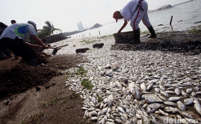 Ikan yang Mati di Ancol Aman Dikonsumsi? Begini Penuturan Prof IPB