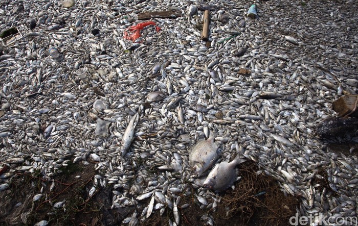 Ini Kata Profesor IPB Soal Fenomena Jutaan Ikan Mati di Ancol