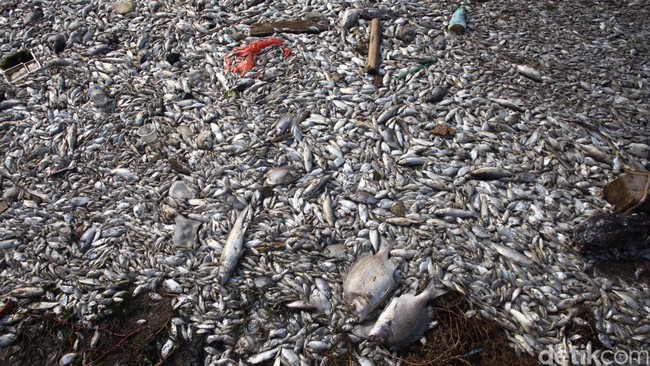 Mengerikan! Ini Penampakan Pencemaran Sungai di Jakarta