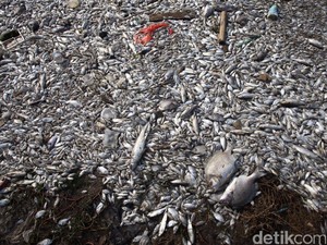 Mengerikan! Ini Penampakan Pencemaran Sungai di Jakarta
