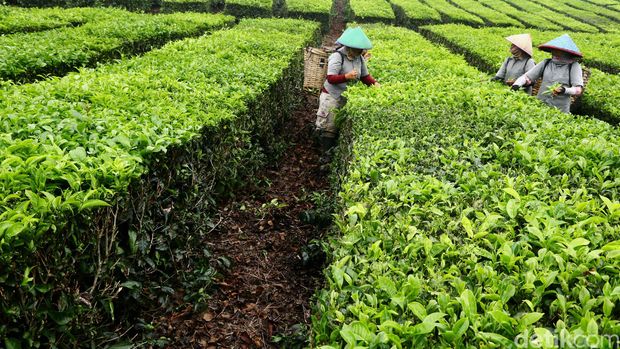 Pekerja pemetik daun teh di Brastagi. dikhy sasra/ilustrasi/detikfoto