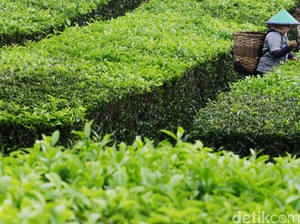 Terdampak Proyek Lapangan Golf, Ribuan Petani Akan Digusur