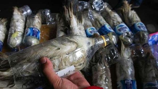 Kakatua jambul kuning yang langka ini diselundupkan di dalam botol air mineral.