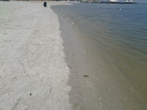 BPLHD Ambil Sampel Air Ikan Mati di Ancol ke Tengah Laut