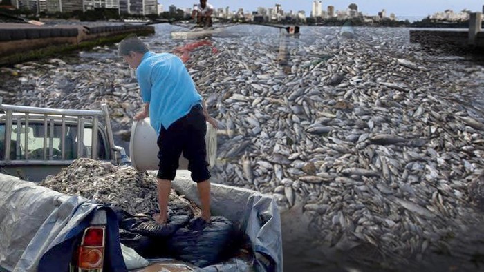 Hasil Uji Lab Ikan Mati di Ancol Keluar 2 Minggu Lagi