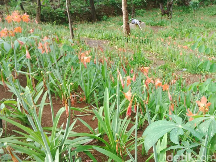 Amarilis itu Kini Layu, Kebunnya Sepi Menunggu Ditanami Bibit Baru