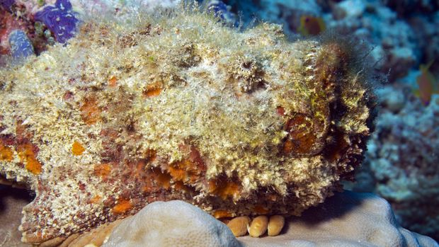 Stonefish