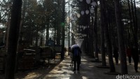 Sesaat sebelum mencapai lokasi syuting first kiss kita akan melewati Central Korean Pine Tree Lane.