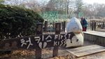 Melihat Keindahan Pulaunya Winter Sonata!