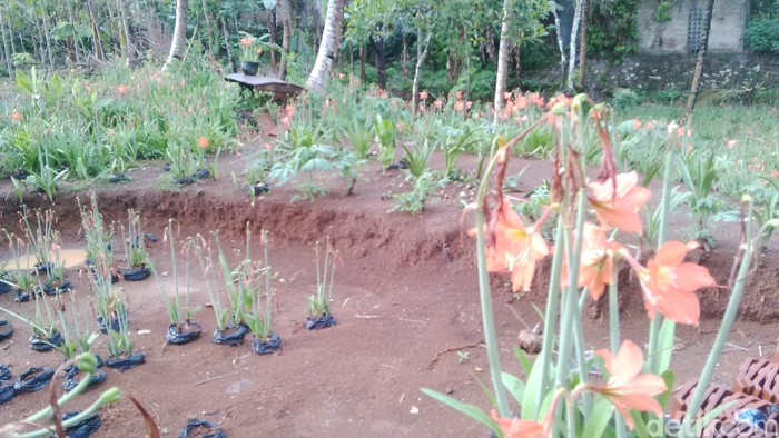 UGM Turun Tangan, Siap Bantu Tata dan Percantik Kebun Amarilis Sukadi