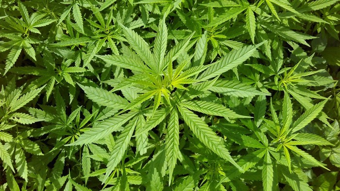 ganja ganja