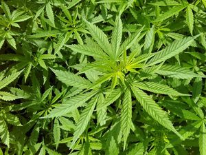 Calon Penumpang Tertangkap Bawa 6 Linting Ganja di Bandara Hasanuddin Makassar