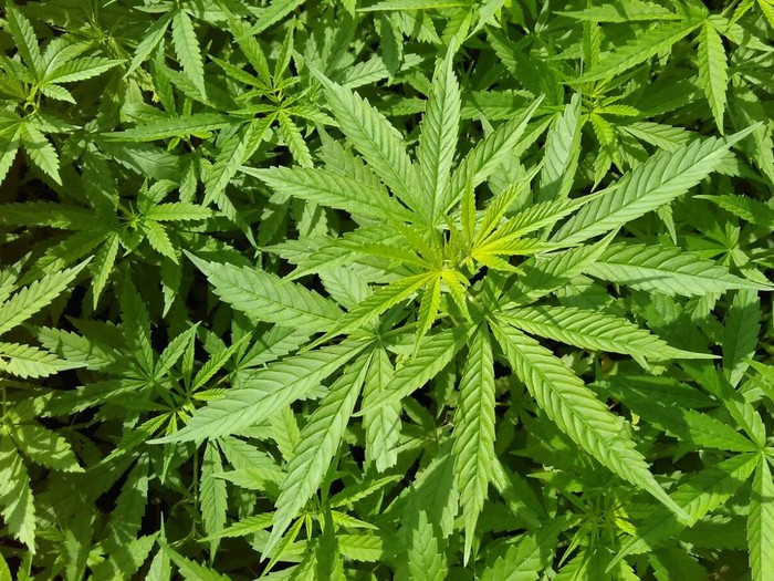 Penggunaan Ganja Bisa Pengaruhi Kemampuan Otak Memproses Emosi