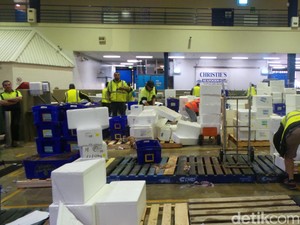 Ikan Tak Laku Jadi Pupuk, Styrofoam Jadi Nampan di Sydney Fish Market